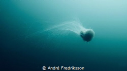 During this dive we, as we usually do on this site, encou... by André Fredriksson 
